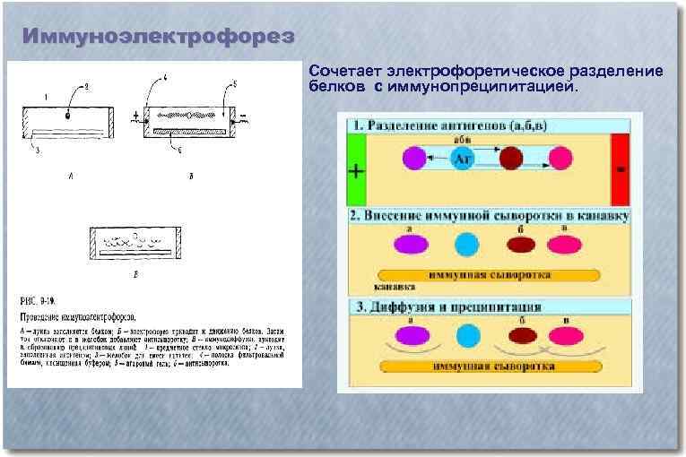 Иммуноэлектрофорез Сочетает электрофоретическое разделение белков с иммунопреципитацией. 