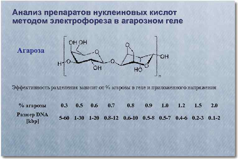 Анализ препаратов нуклеиновых кислот методом электрофореза в агарозном геле Агароза Эффективность разделения зависит от