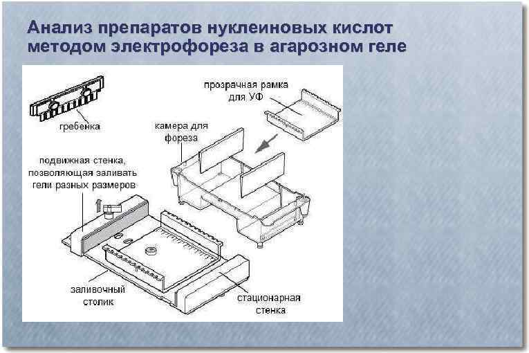 Анализ препаратов нуклеиновых кислот методом электрофореза в агарозном геле 