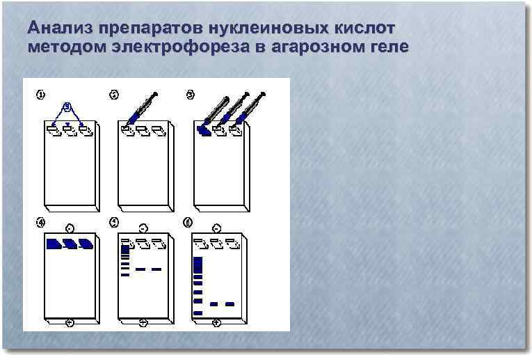 Анализ препаратов нуклеиновых кислот методом электрофореза в агарозном геле 