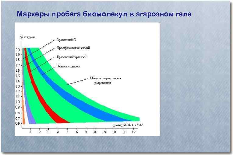 Маркеры пробега биомолекул в агарозном геле 