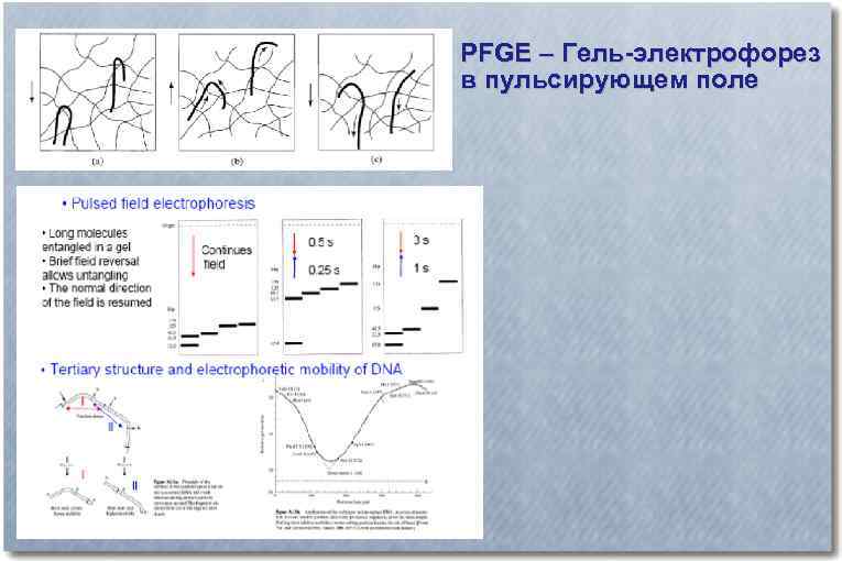 По разбитым зеркалам электрофорез. Электрофорез в пульсирующем электрическом поле. Метод пульс электрофореза. Гель-электрофорез в пульсирующем поле. Гель-электрофорез в импульсном поле.