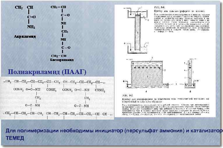 Полиакриламид (ПААГ) Для полимеризации необходимы инициатор (персульфат аммония) и катализатор ТЕМЕД 