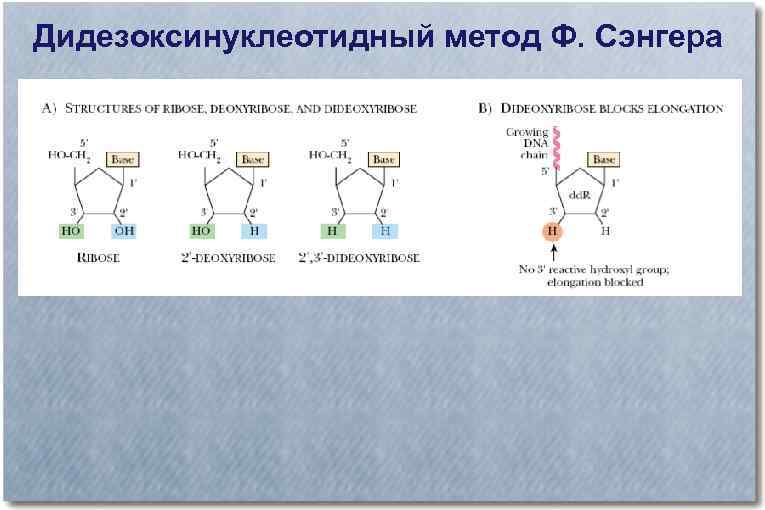 Метод ф. Метод Сэнгера. Дидезоксинуклеотидный метод, разработанный ф. Сэнгером. Методы селекции электрофорез и. Метод Сэнгера как определить количество дидезоксирибонуклеотидов.