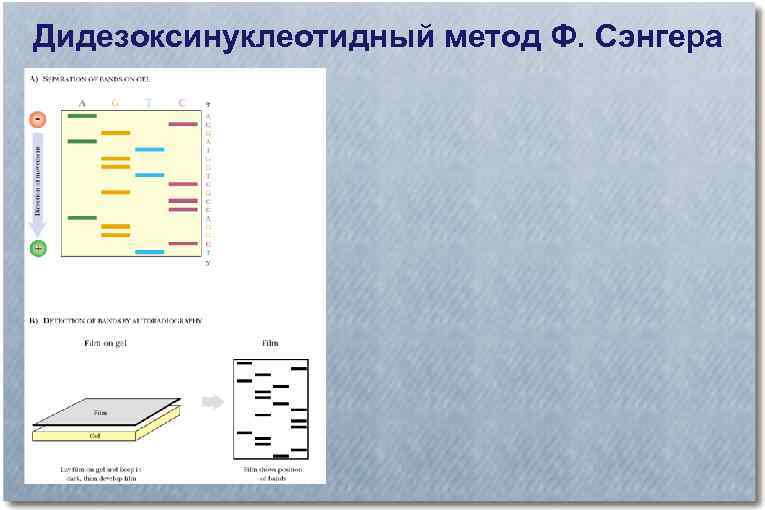 Дидезоксинуклеотидный метод Ф. Сэнгера 