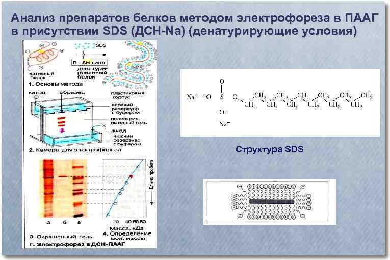Анализ препаратов белков методом электрофореза в ПААГ в присутствии SDS (ДСН-Na) (денатурирующие условия) Структура