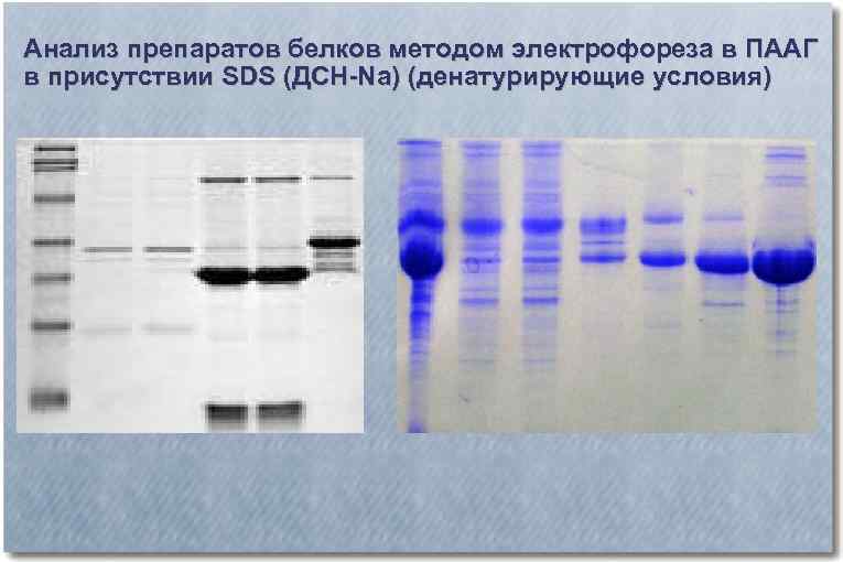 Анализ препаратов белков методом электрофореза в ПААГ в присутствии SDS (ДСН-Na) (денатурирующие условия) 