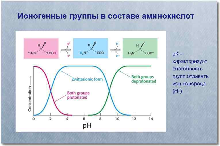 Ионогенные группы в составе аминокислот р. К – характеризует способность групп отдавать ион водорода
