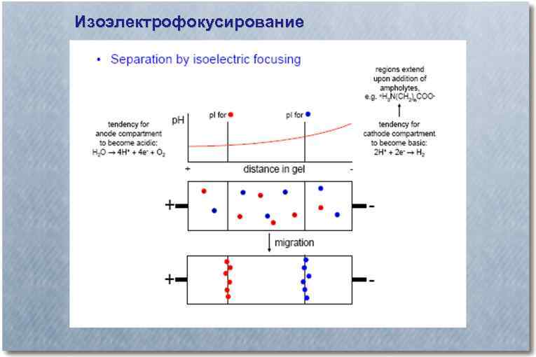 Изоэлектрофокусирование 