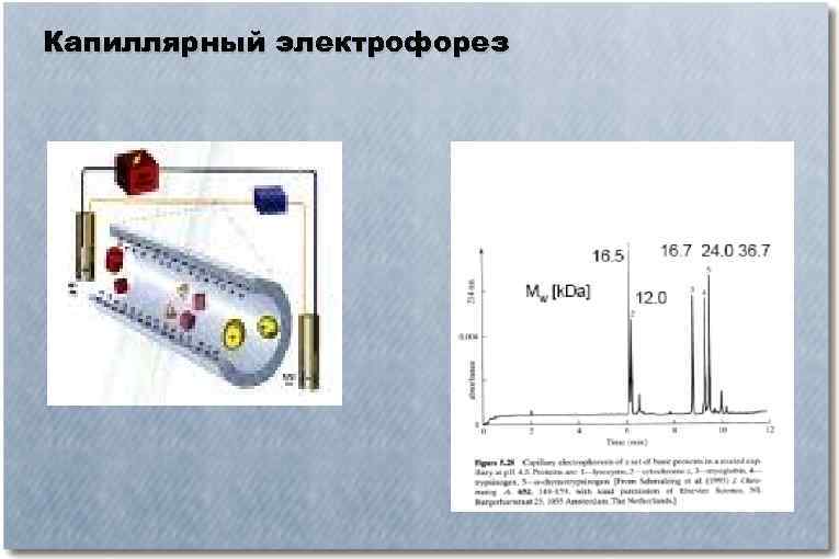 Капиллярный электрофорез презентация