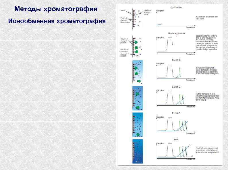 Методы хроматографии Ионообменная хроматография 