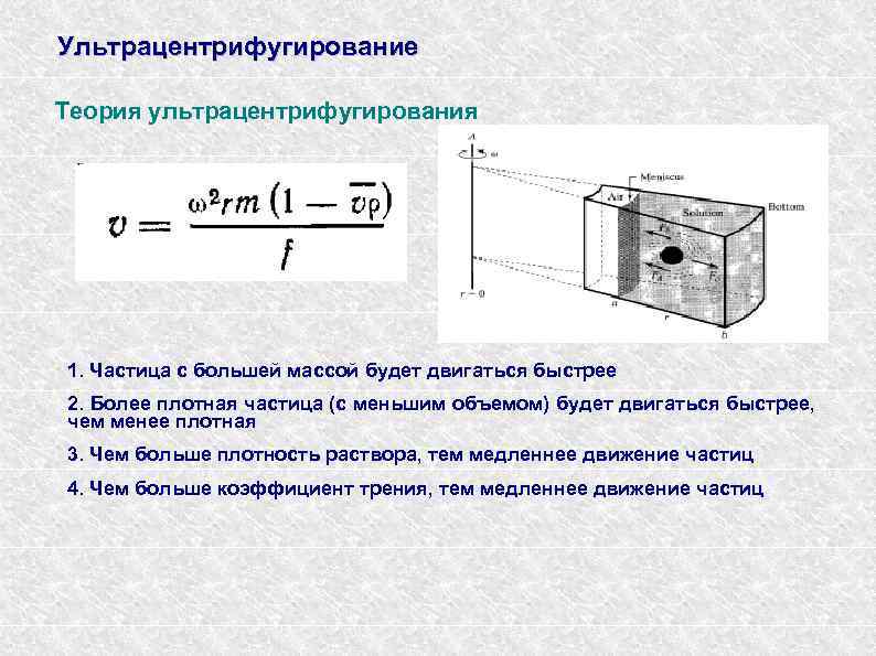 Ультрацентрифугирование Теория ультрацентрифугирования 1. Частица с большей массой будет двигаться быстрее 2. Более плотная