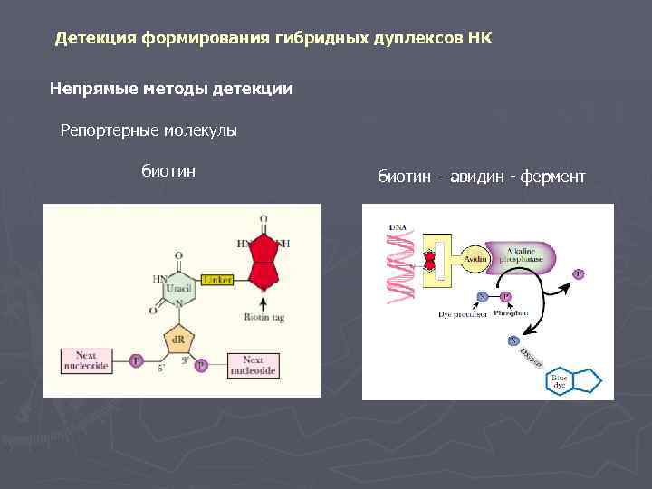 Детекция формирования гибридных дуплексов НК Непрямые методы детекции Репортерные молекулы биотин – авидин -