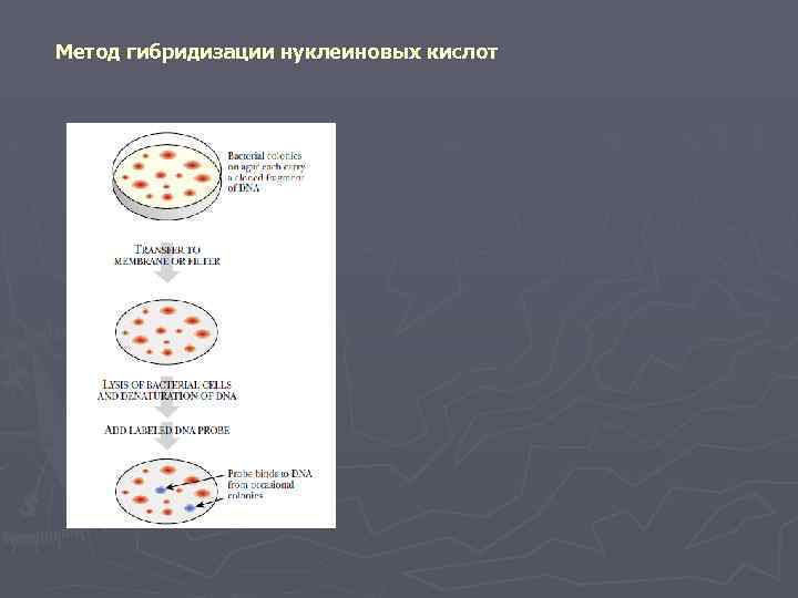 Метод гибридизации нуклеиновых кислот 