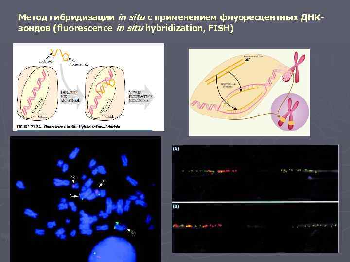 Метод гибридизации in situ с применением флуоресцентных ДНКзондов (fluorescence in situ hybridization, FISH) 