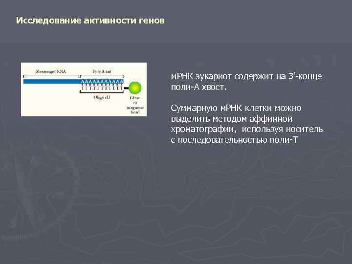 Исследование активности генов м. РНК эукариот содержит на 3’-конце поли-А хвост. Суммарную м. РНК