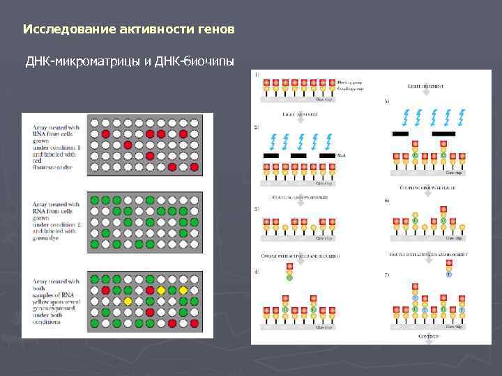 Исследование активности генов ДНК-микроматрицы и ДНК-биочипы 