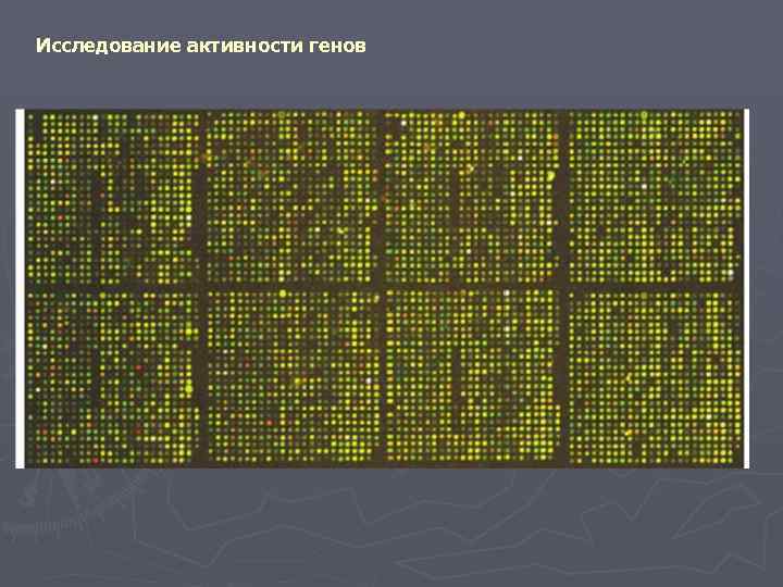Исследование активности генов 