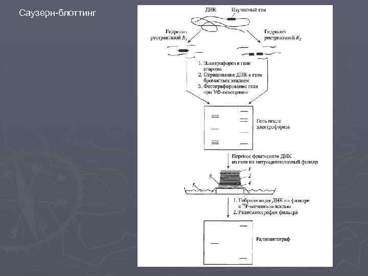 Саузерн-блоттинг 