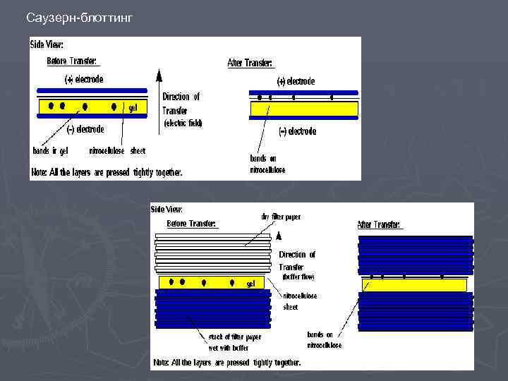 Саузерн-блоттинг 