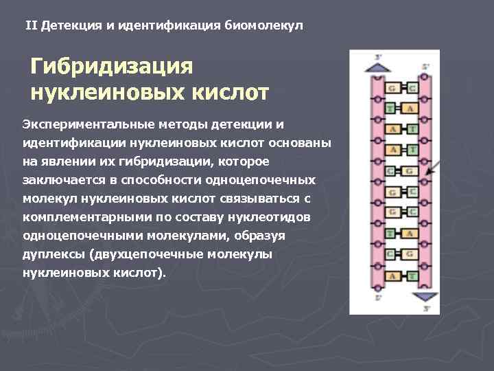 II Детекция и идентификация биомолекул Гибридизация нуклеиновых кислот Экспериментальные методы детекции и идентификации нуклеиновых