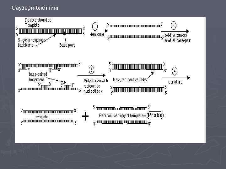 Саузерн-блоттинг 
