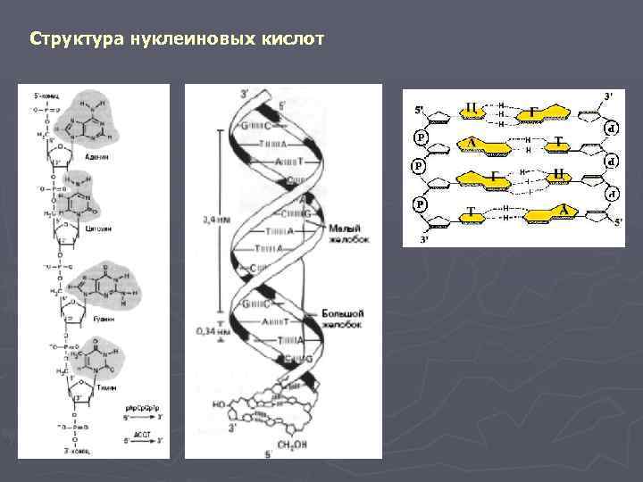 Структура нуклеиновых кислот 