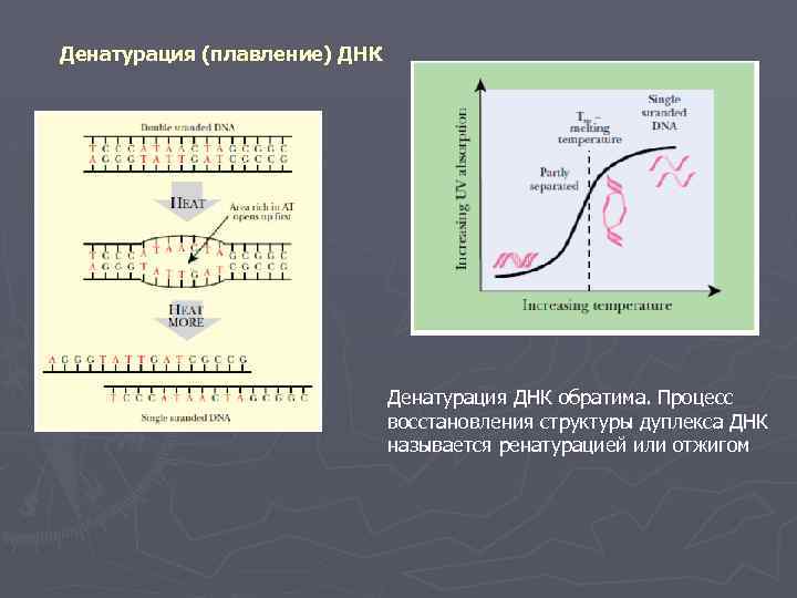 Денатурация (плавление) ДНК Денатурация ДНК обратима. Процесс восстановления структуры дуплекса ДНК называется ренатурацией или