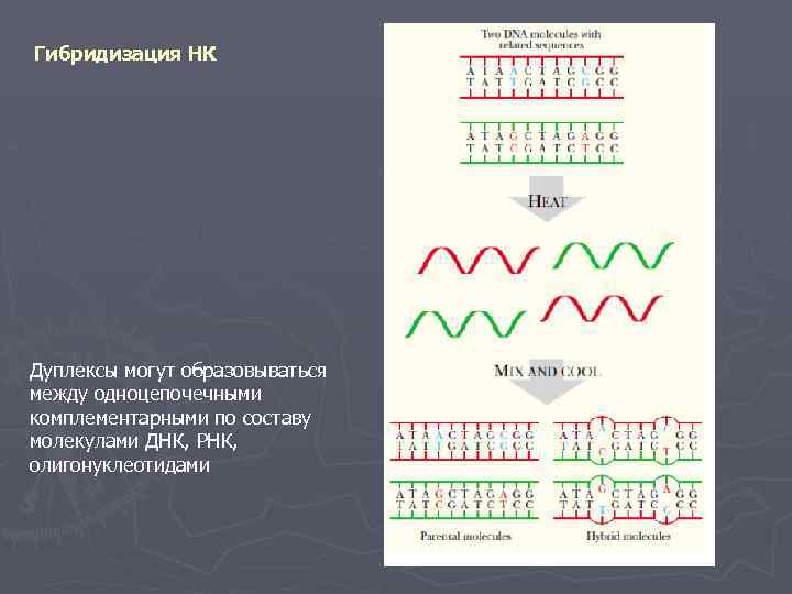 Гибридизация НК Дуплексы могут образовываться между одноцепочечными комплементарными по составу молекулами ДНК, РНК, олигонуклеотидами