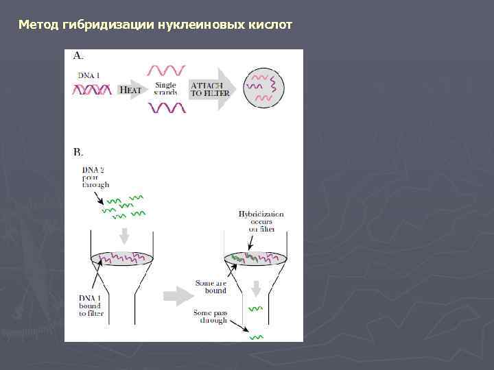 Метод гибридизации нуклеиновых кислот 