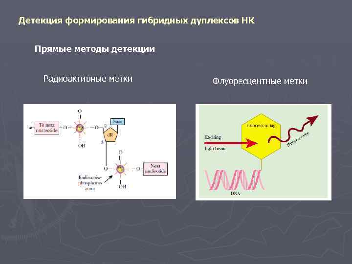 Детекция формирования гибридных дуплексов НК Прямые методы детекции Радиоактивные метки Флуоресцентные метки 