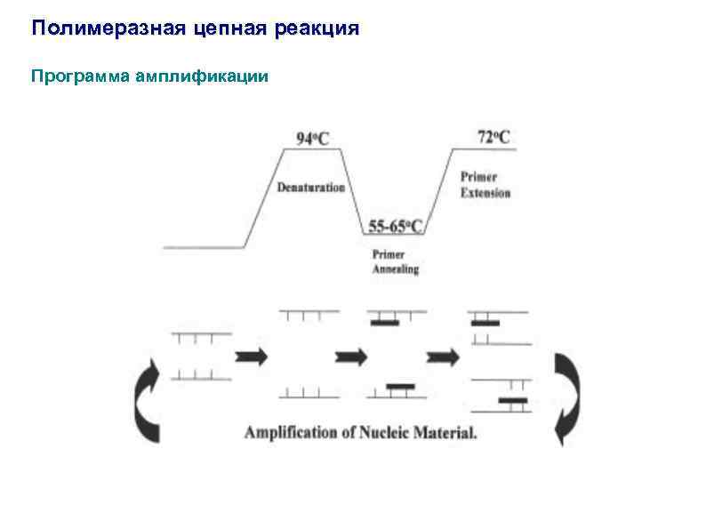 Полимеразная цепная реакция Программа амплификации 