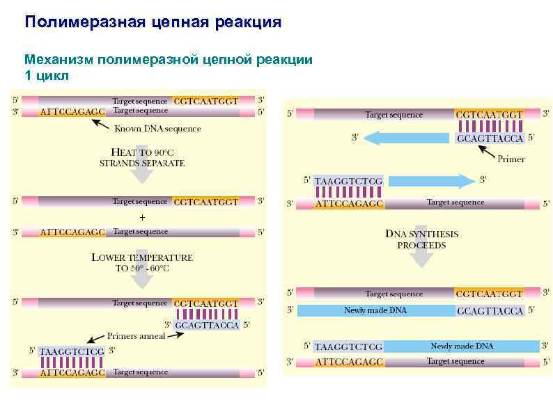 Расскажите о механизме протекания цепной реакции используя рисунок 163