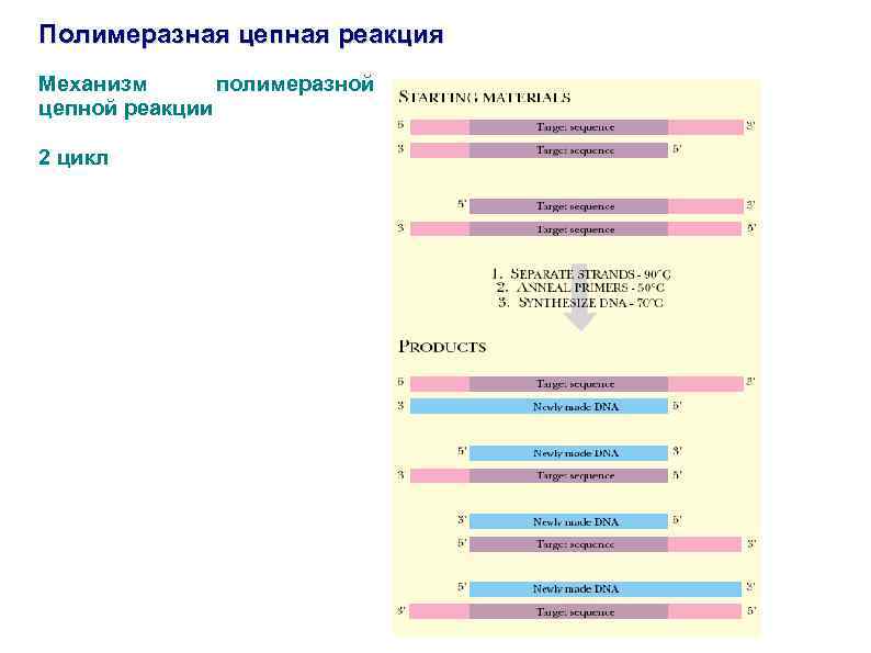 Полимеразная цепная реакция Механизм полимеразной цепной реакции 2 цикл 