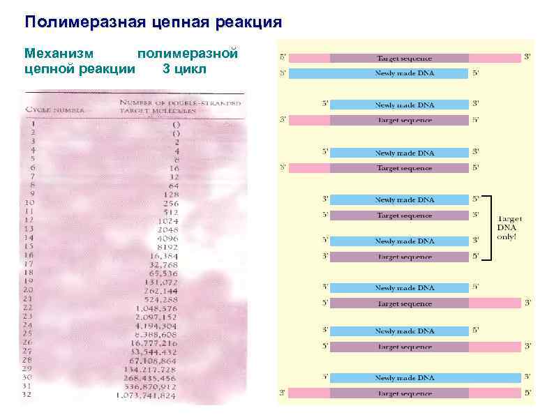 Гельмоскрин пцр