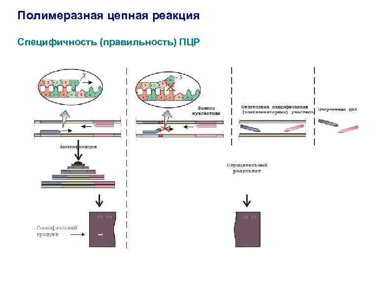 Полимеразная цепная реакция Специфичность (правильность) ПЦР 