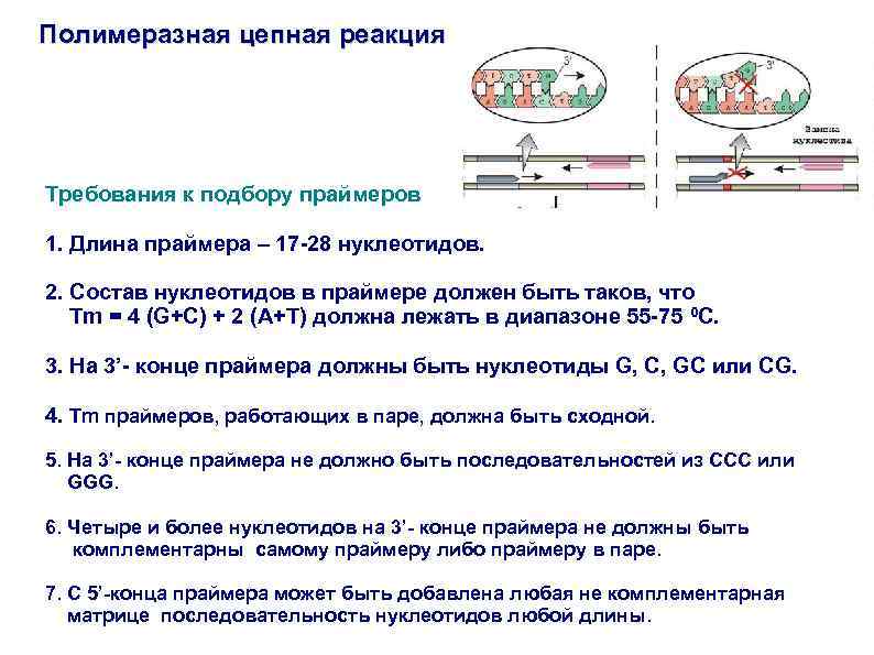 Полимеразная цепная реакция Требования к подбору праймеров 1. Длина праймера – 17 -28 нуклеотидов.