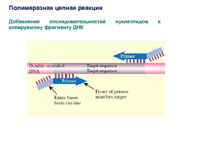 Полимеразная цепная реакция Добавление последовательностей копируемому фрагменту ДНК нуклеотидов к 