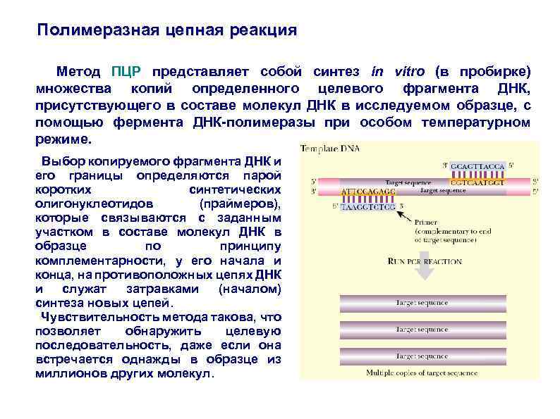 Полимеразная цепная реакция Метод ПЦР представляет собой синтез in vitro (в пробирке) множества копий