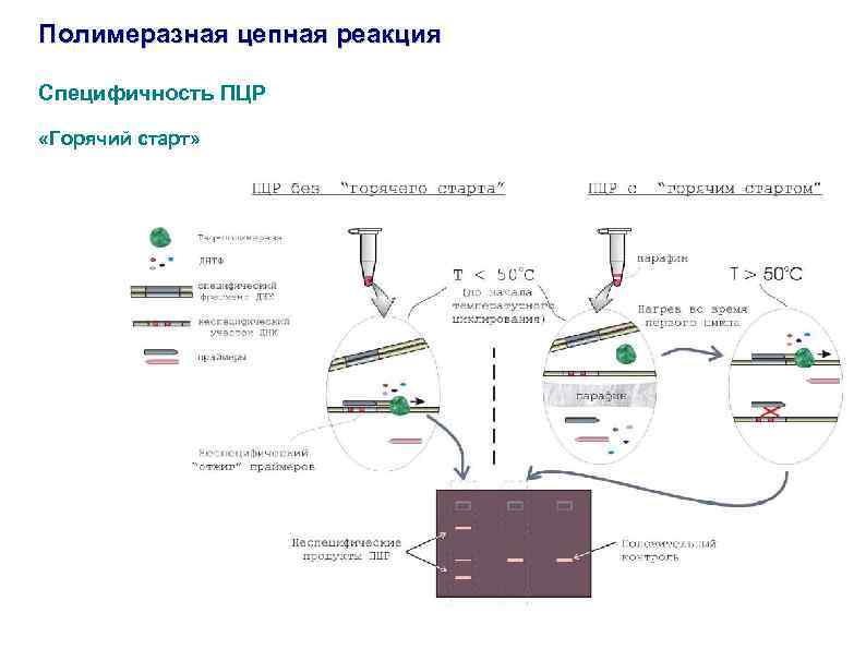 Полимеразная цепная реакция Специфичность ПЦР «Горячий старт» 