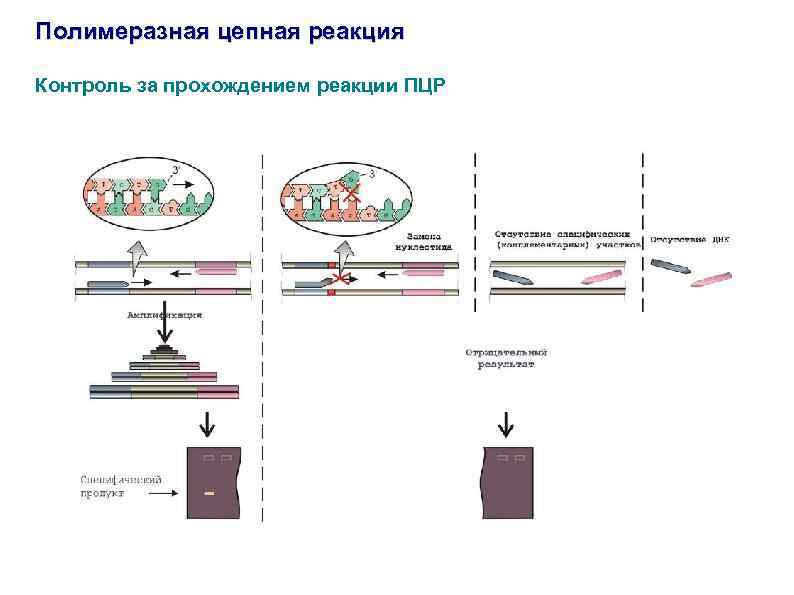 Схема полимеразной цепной реакции