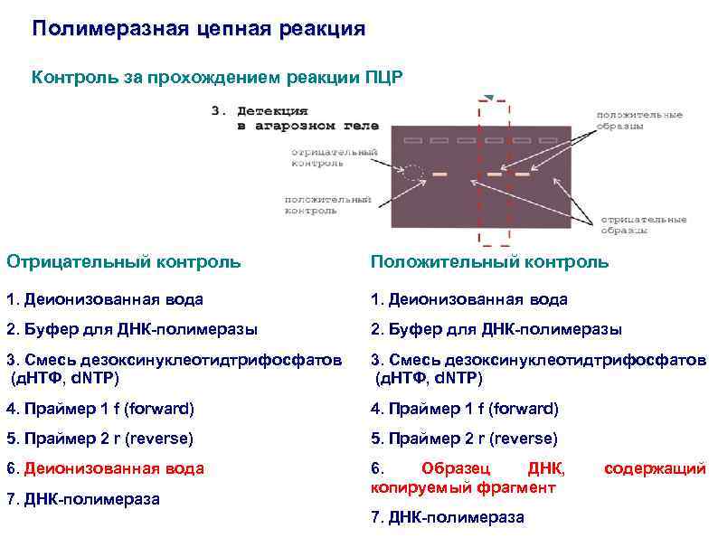Полимеразная цепная реакция Контроль за прохождением реакции ПЦР Отрицательный контроль Положительный контроль 1. Деионизованная