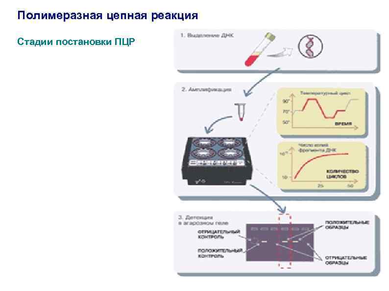 Схема полимеразной цепной реакции