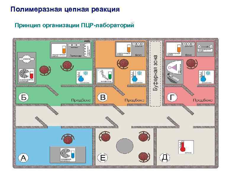 Полимеразная цепная реакция Принцип организации ПЦР-лабораторий 