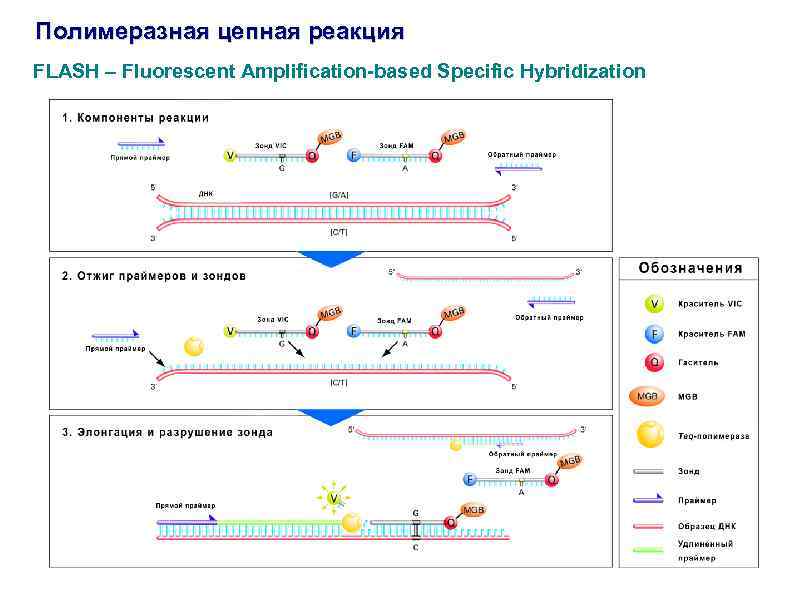 Полимеразная цепная реакция FLASH – Fluorescent Amplification-based Specific Hybridization 