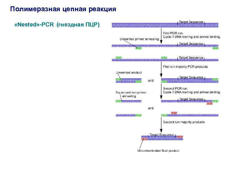 Пцр с гибридизационно флуоресцентной детекцией