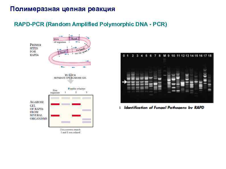 Полимеразная цепная реакция RAPD-PCR (Random Amplified Polymorphic DNA - PCR) 