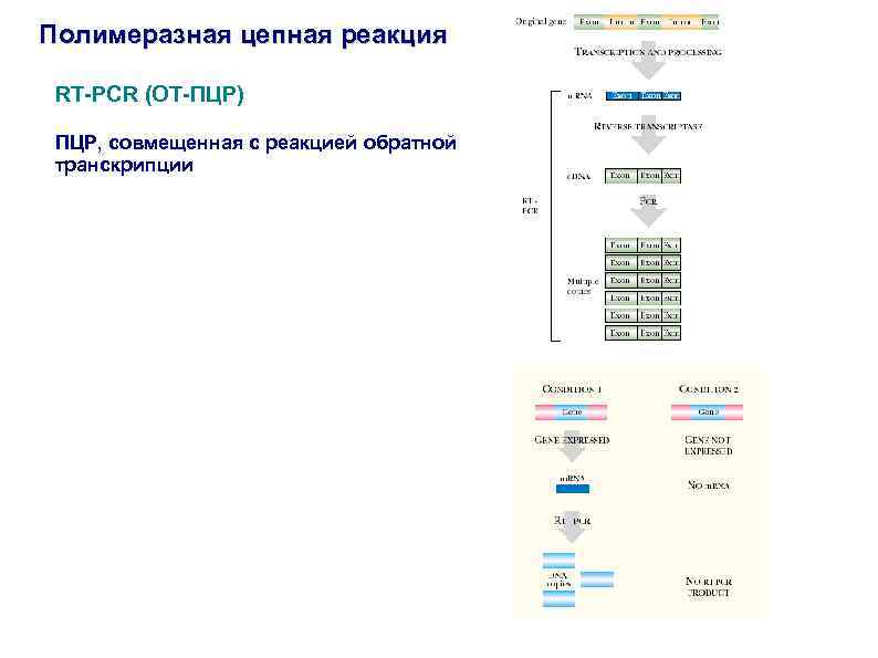 Полимеразная цепная реакция RT-PCR (ОТ-ПЦР) ПЦР, совмещенная с реакцией обратной транскрипции 