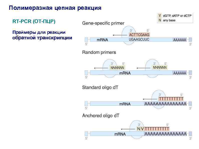 Организация пцр