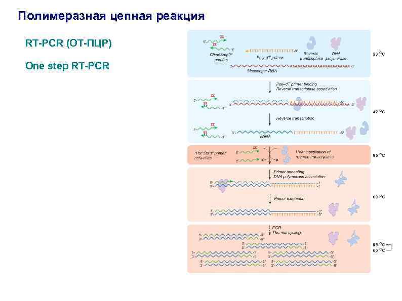 Полимеразная цепная реакция RT-PCR (ОТ-ПЦР) One step RT-PCR 